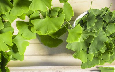 folhas de ginkgo biloba